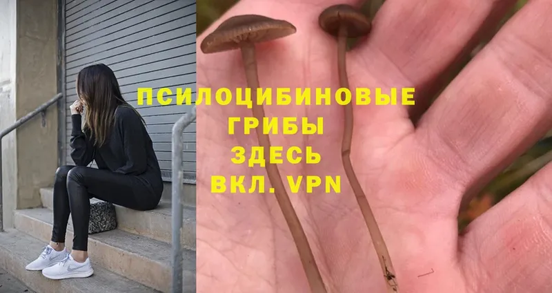 Псилоцибиновые грибы GOLDEN TEACHER  Электроугли 